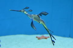 可愛いドラゴン