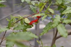 ミッキーマウスツリー
