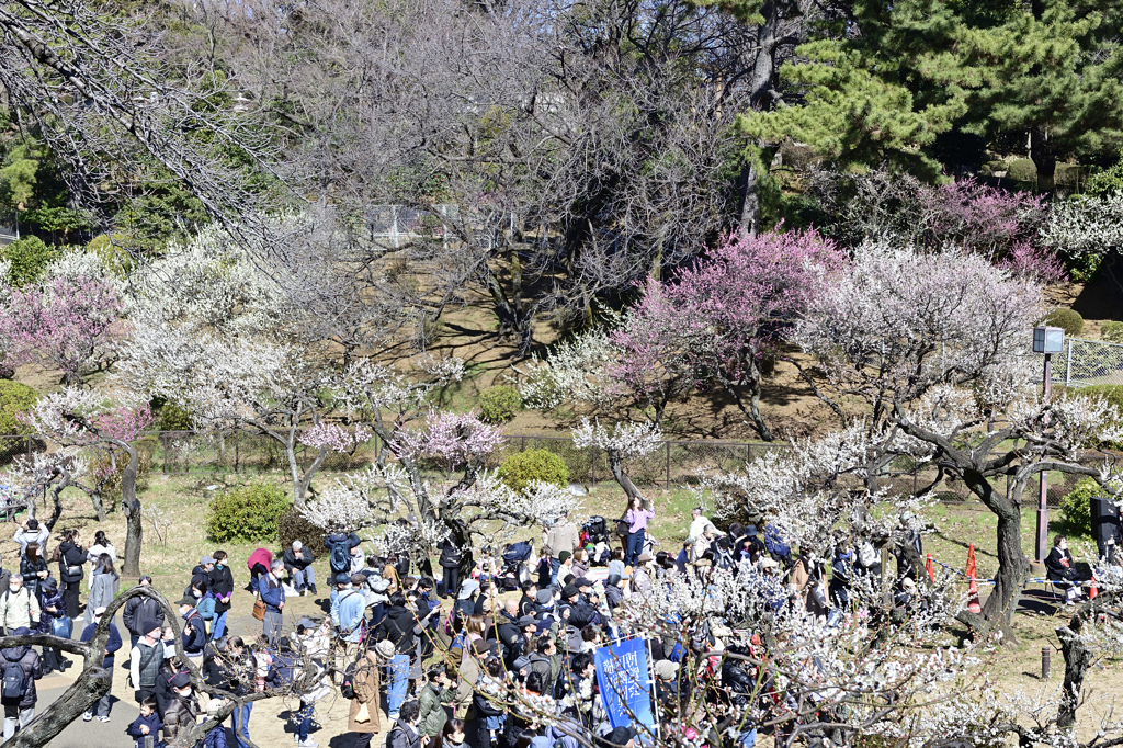 梅祭り