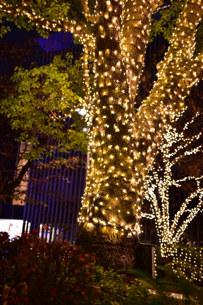 イルミネーション