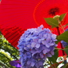 紫陽花と和笠