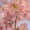 川津桜