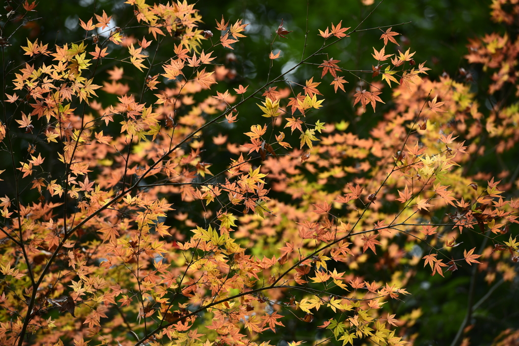 深紅もいいけど黄色もね