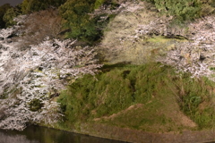 千鳥ヶ淵の桜　夜バージョン