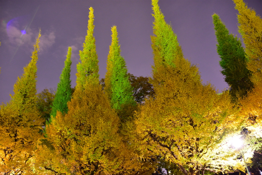 緑と黄色の競演