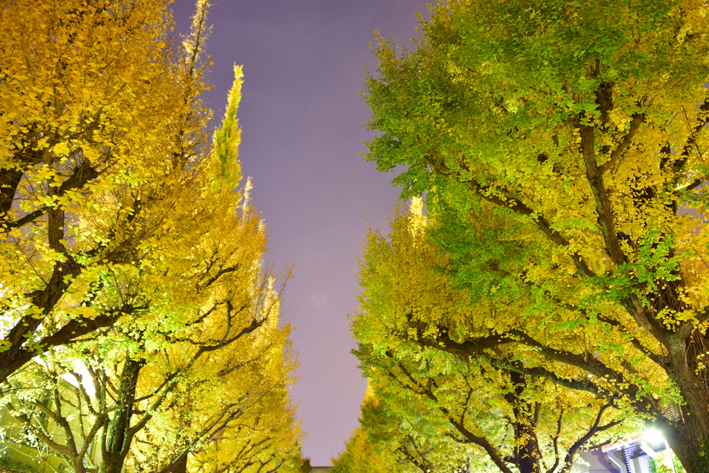 外苑前銀杏並木２