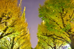 外苑前銀杏並木２