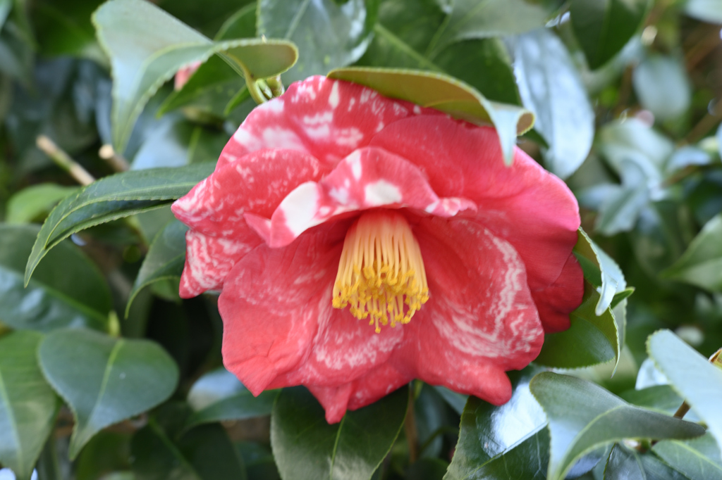 大きな花２　