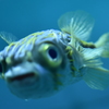 やぁ元気かい？