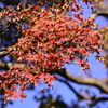 近所の紅葉