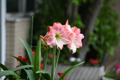 花の名前はわかりませんが