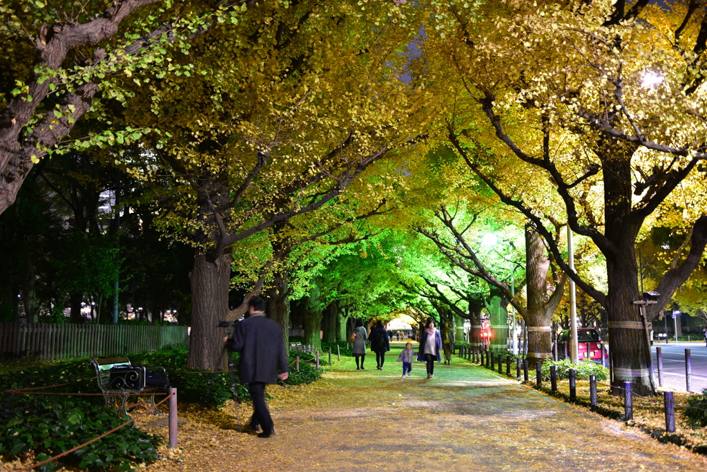 外苑銀杏並木