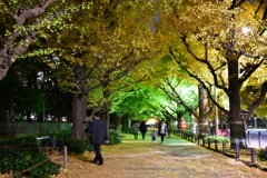 外苑銀杏並木