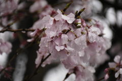 雨の桜　D100