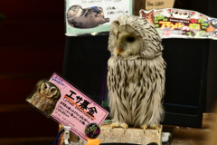 よろしくお願いします