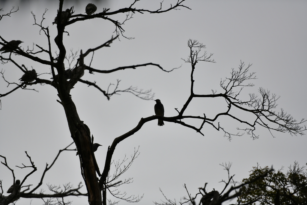 夕暮れの鳥たち