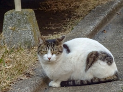 練馬のぷくぷくネコ