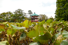 P1610248