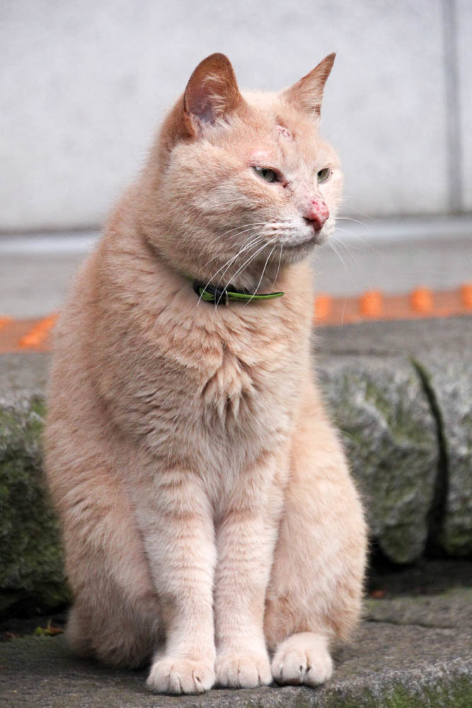 江ノ島の猫ちゃん・2016年夏その2