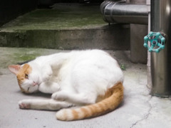 銀座の街角、甘え猫