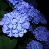夜の紫陽花