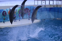 新江ノ島水族館のイルカショー