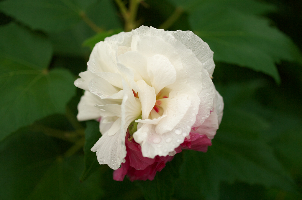 IMGP6745