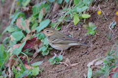 IMGP7933bu5