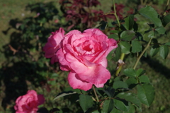 IMGP1630