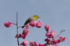 IMGP5642b