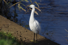 IMGP4788u5