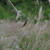 IMGP1511bu5
