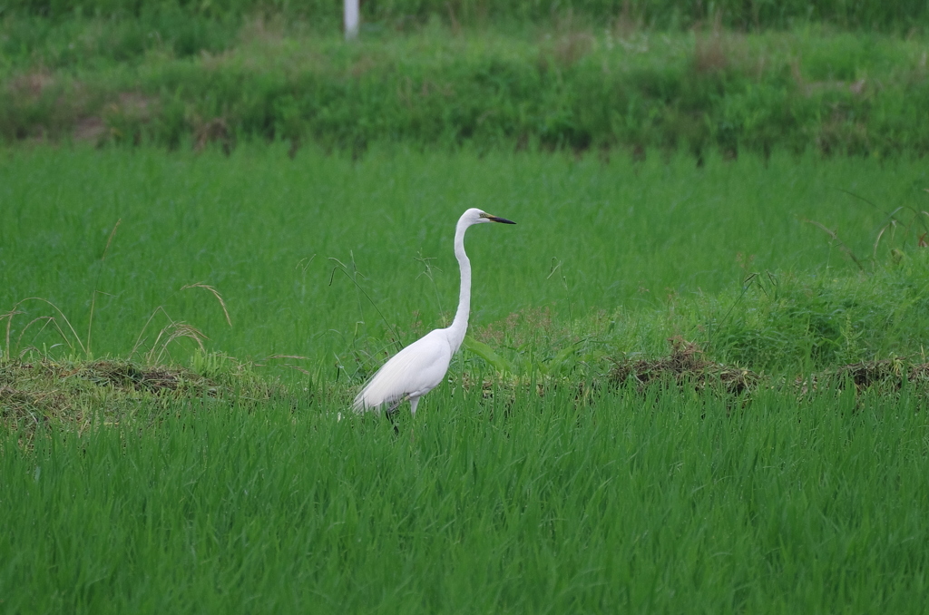 IMGP5833bu5