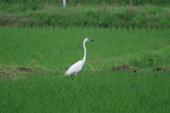IMGP5833bu5
