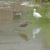 IMGP7396bu5