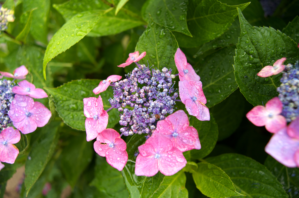 IMGP2921
