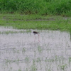 IMGP0866bu5