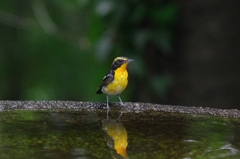IMGP3646b