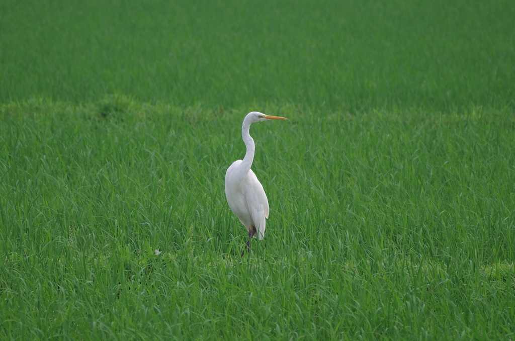 IMGP5872bu5