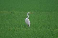 IMGP5872bu5