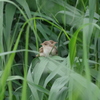 IMGP0335bu5