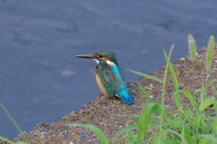 IMGP6601bu5
