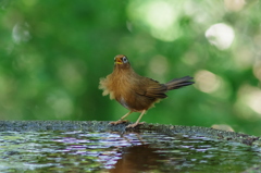ガビちゃんその１