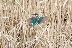 IMGP0225bu5
