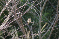 IMGP0733
