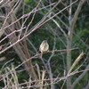 IMGP0733