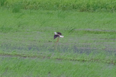 IMGP0927bu5