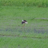 IMGP0927bu5