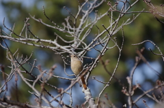 IMGP5287