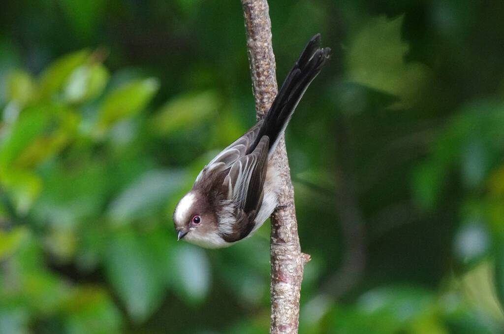 IMGP9617a